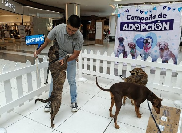 Huixquican logra 475 adopciones responsables