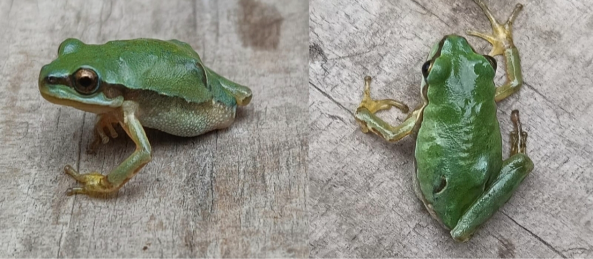 Ranas con malformaciones en el Edomex