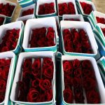 Estados Unidos principal destino de exportación de las flores mexiquenses: Secretaría del Campo