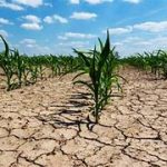 Alimentos y sequía