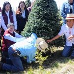 Cortan primer árbol de temporada navideña en el EdoMéx; disponen productores de 470 mil piezas a la venta