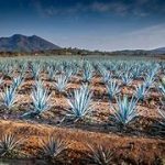 Piden investigar monopolio de Tequila Cuervo