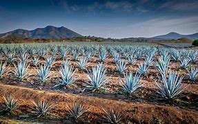 Piden investigar monopolio de Tequila Cuervo