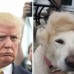 Trump, el lobo con piel de oveja