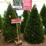 Inicia la Expo Navidad Forestal EdoMéx 2024