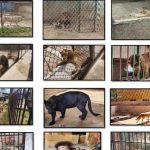 Rescatan 27 animales exóticos en operativo contra banda criminal en Ocoyoacac