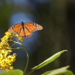 Llega al EdoMéx el Abierto Internacional de Parapente Monarca 2025.