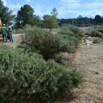 Convierte tu árbol de Navidad en composta en centros de reciclaje del EdoMéx.