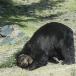 Reutiliza Parque Ecológico Zacango árboles de Navidad para mejorar la salud física y mental de los animales