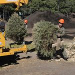 Gobierno del Estado de México invita a reciclar Árboles de Navidad para dar vida a nuevas plantas.