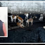 Prisión preventiva a carnicero por venta de carne de perro en Mexicaltzingo