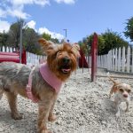 ¡Este fin de semana diviértete con tus mascotas! Visita parques y deportivos “Pet friendly”