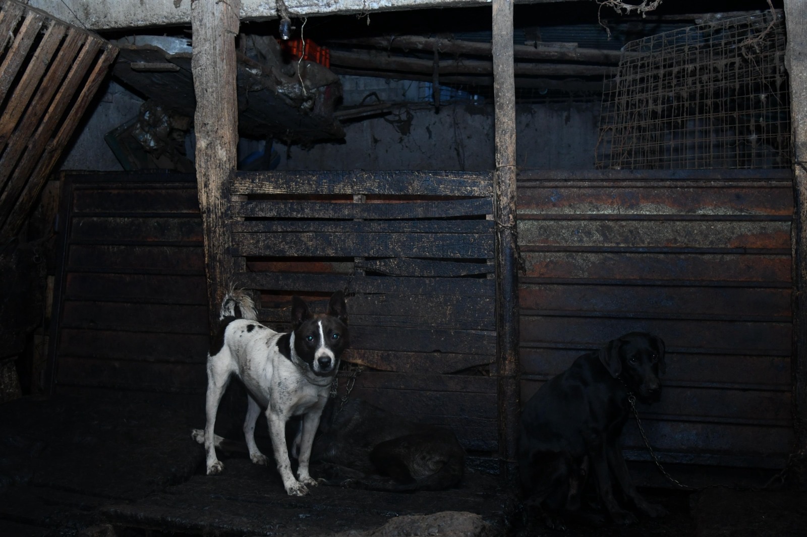 Prisión preventiva para Mateo “N” por presunto maltrato animal en Mexicaltzingo